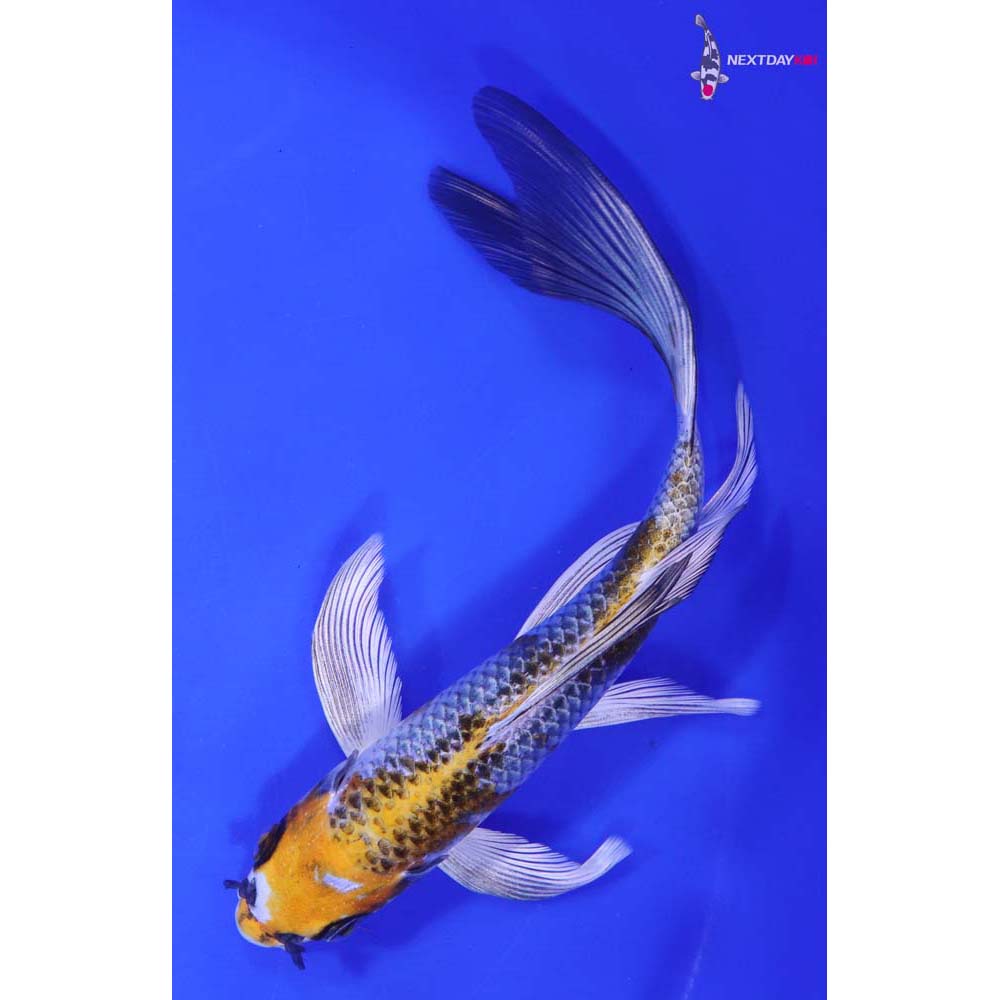 7” Imported Kujaku Butterfly Koi