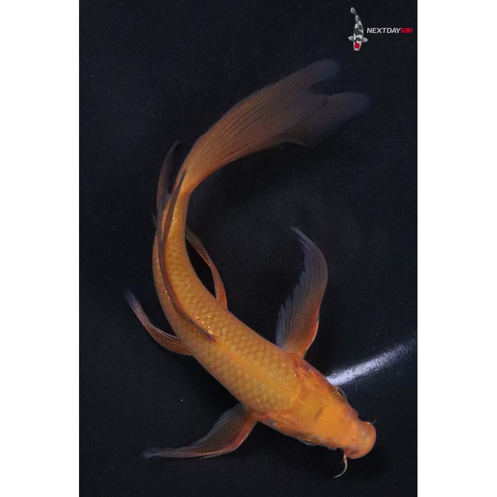 7” Imported Chagoi Butterfly Koi