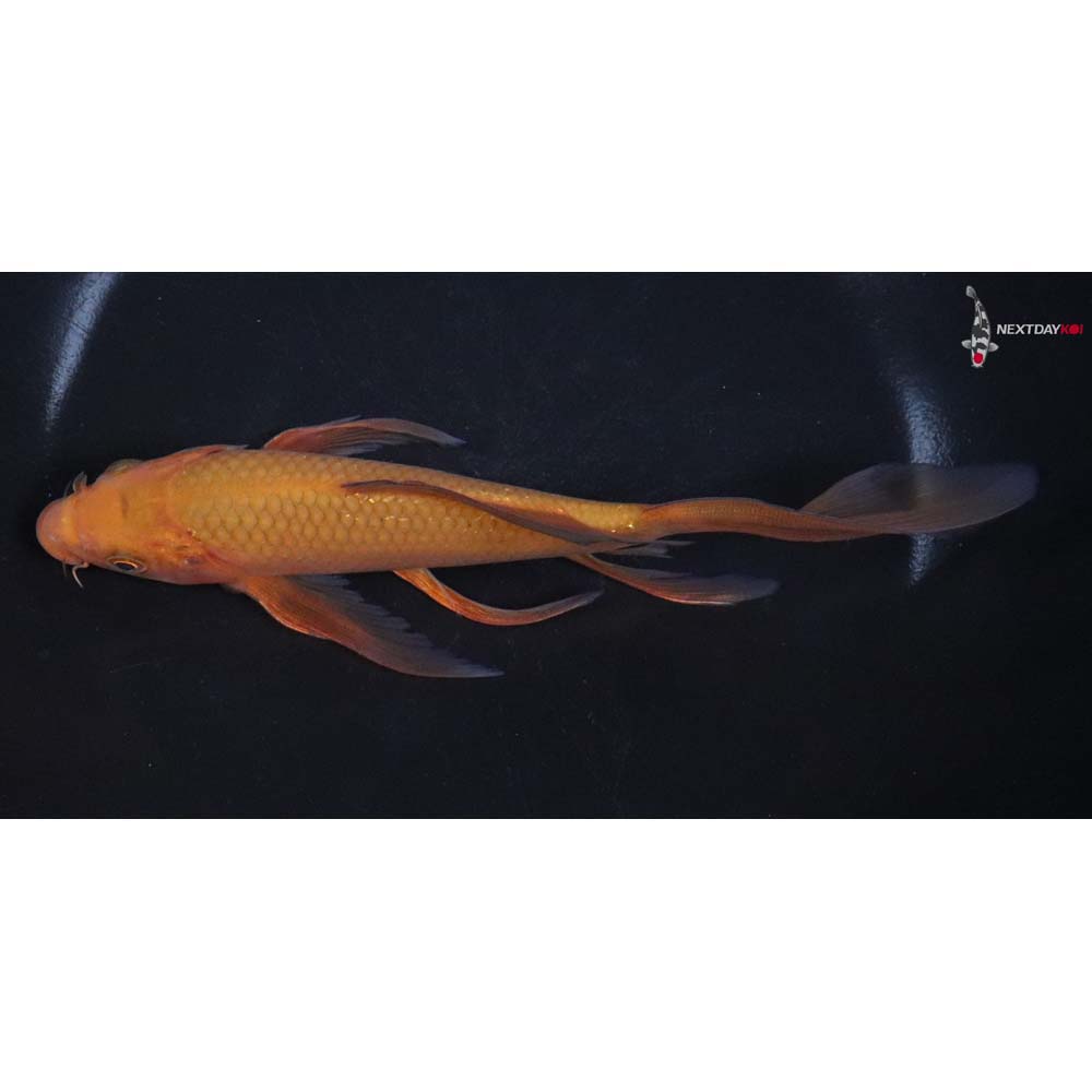 7” Imported Chagoi Butterfly Koi