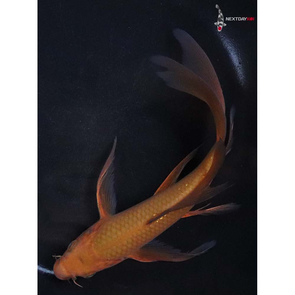 7” Imported Chagoi Butterfly Koi
