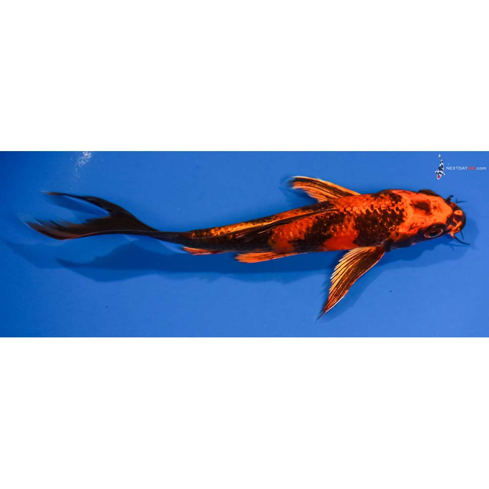 7” Imported Kin Hi Utsuri Butterfly Koi