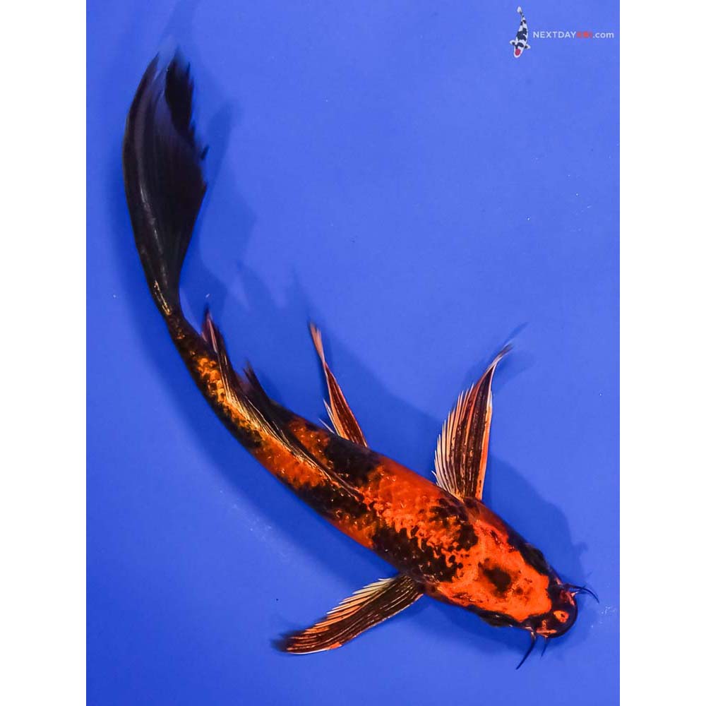 7” Imported Kin Hi Utsuri Butterfly Koi