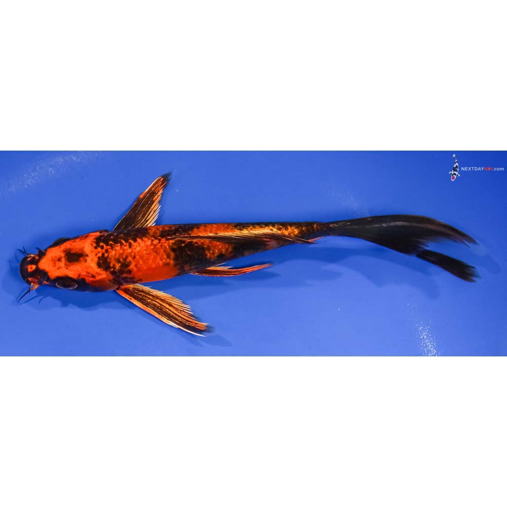 7” Imported Kin Hi Utsuri Butterfly Koi