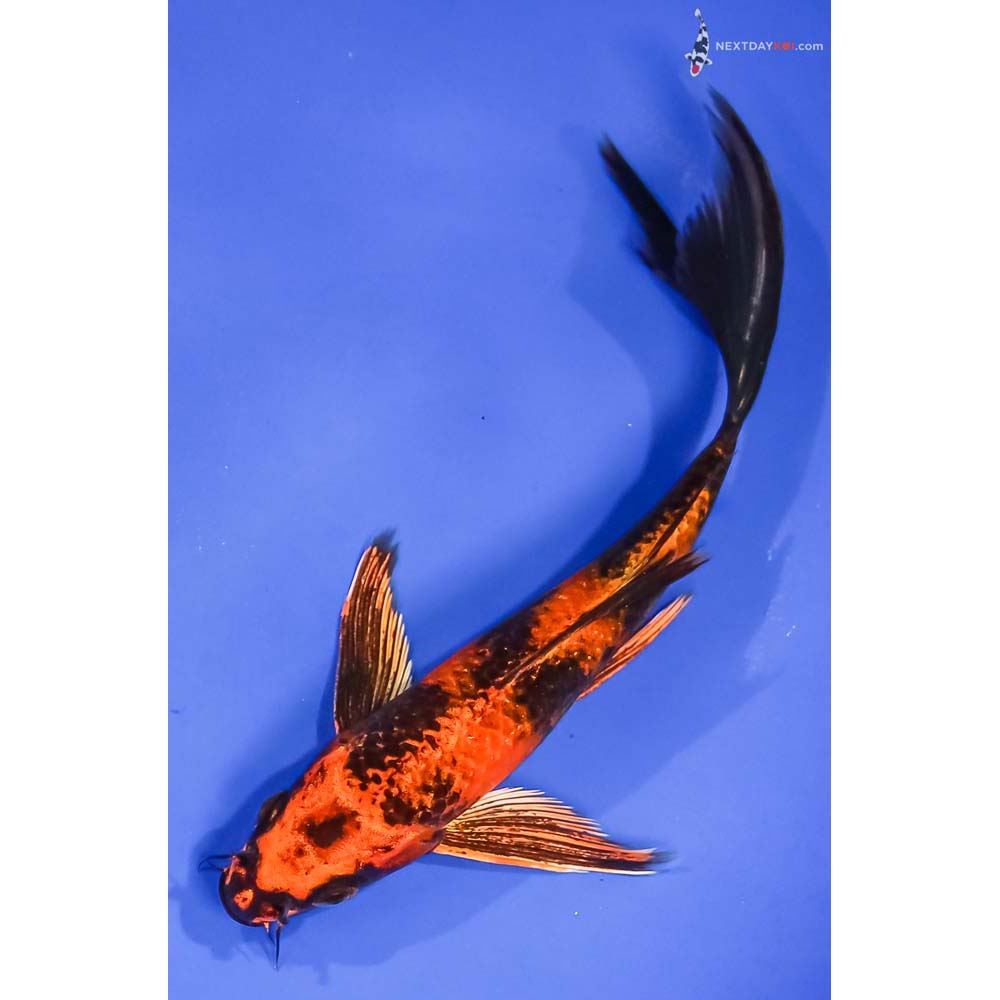 7” Imported Kin Hi Utsuri Butterfly Koi