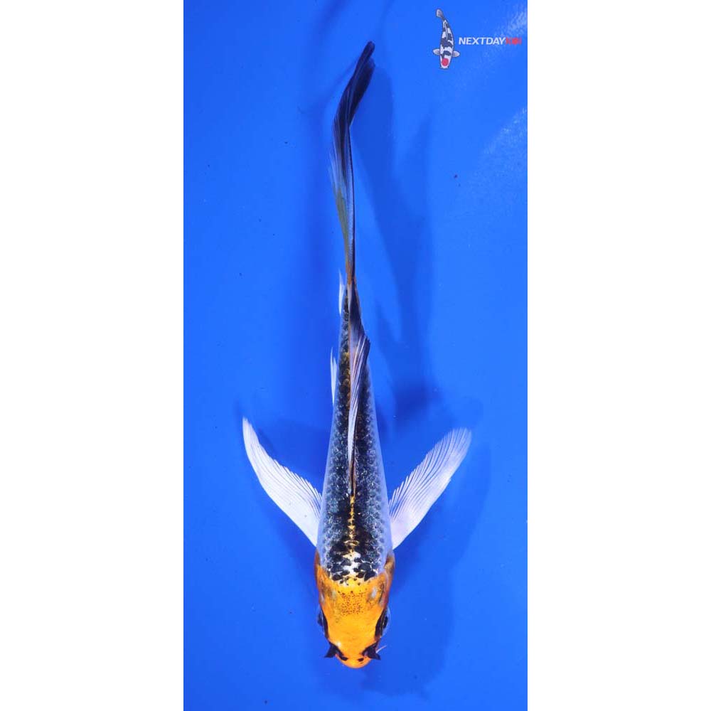 5” Imported Kujaku Butterfly Koi