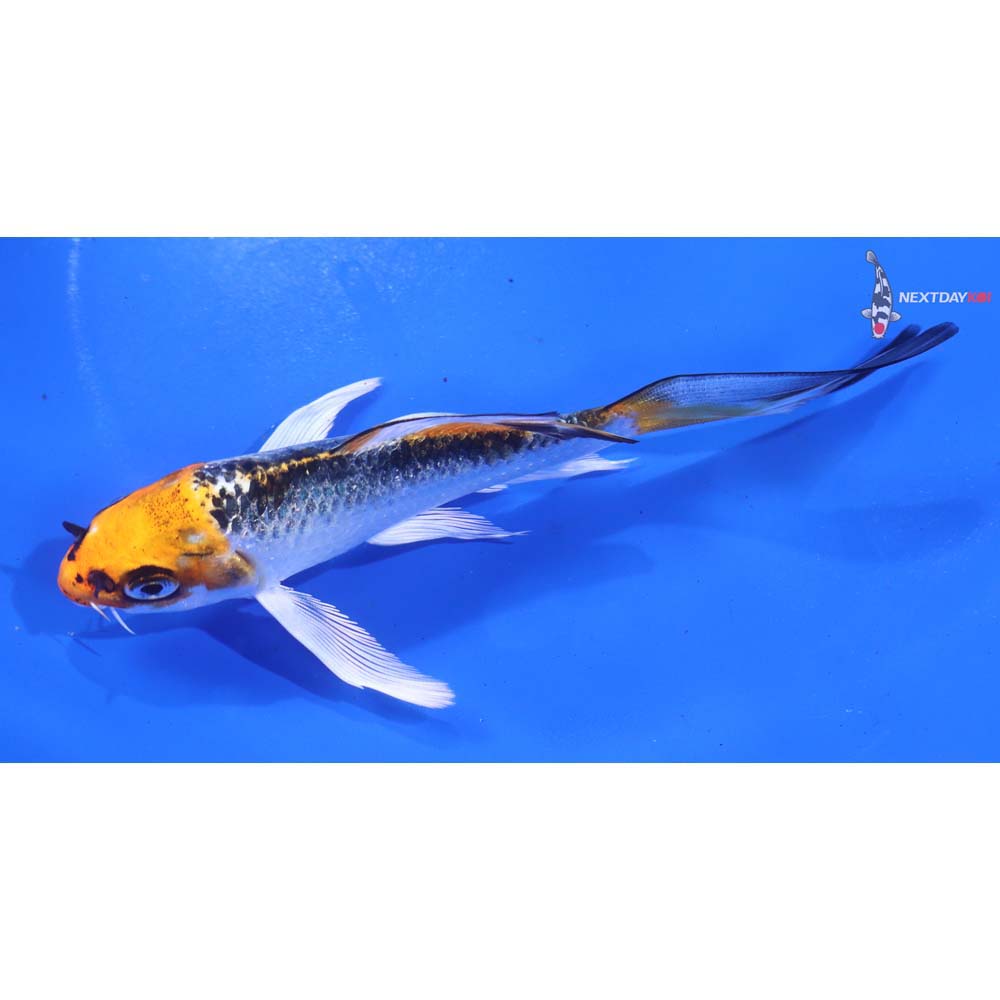 5” Imported Kujaku Butterfly Koi