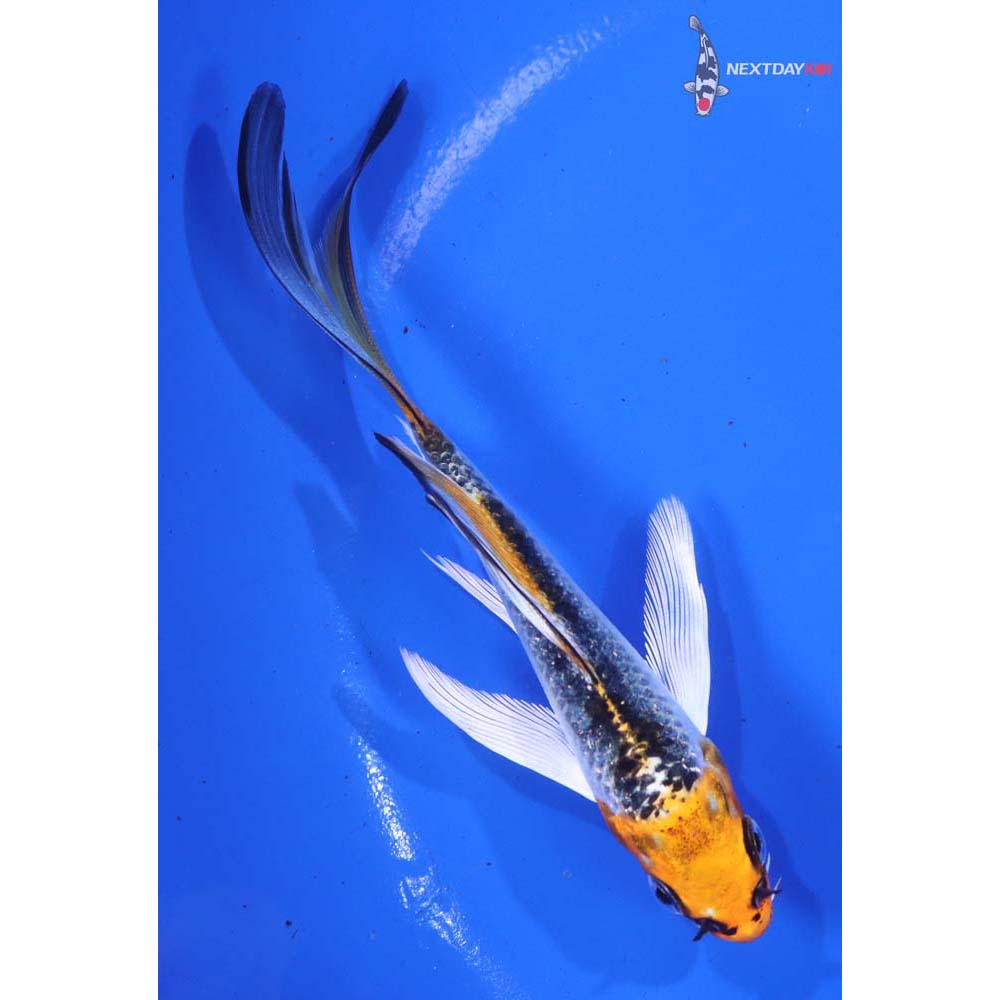 5” Imported Kujaku Butterfly Koi