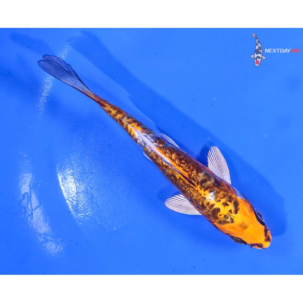 5” Imported Gin Rin Doitsu Kujaku