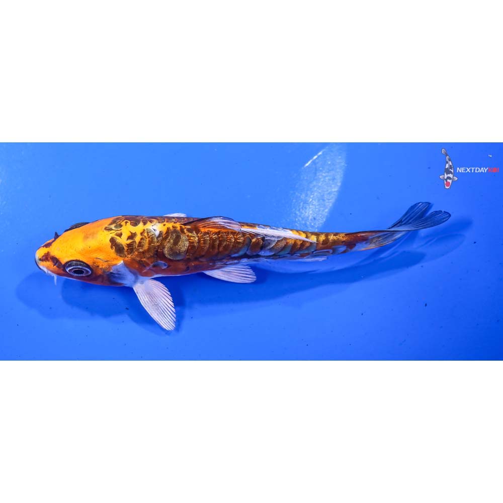 5” Imported Gin Rin Doitsu Kujaku