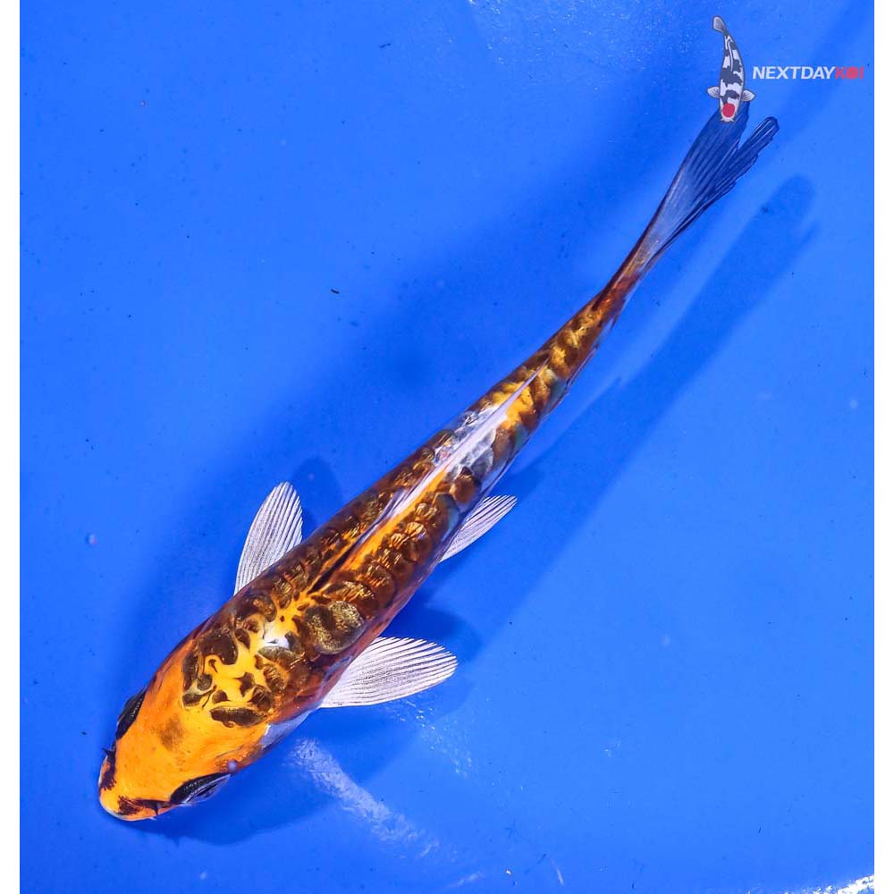 5” Imported Gin Rin Doitsu Kujaku