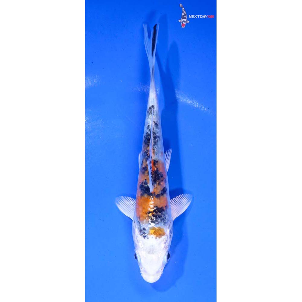 5” Imported Yamato Nishiki