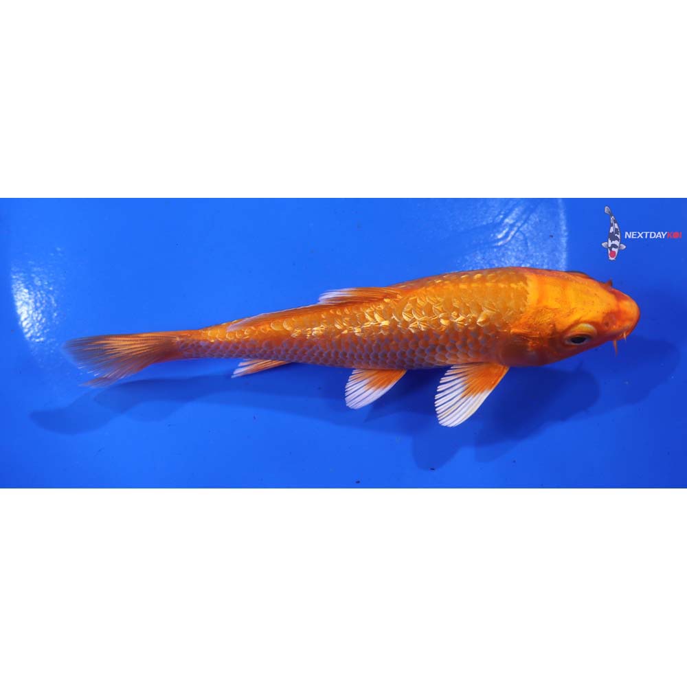 5.5” Imported Gin Rin Orenji Ogon