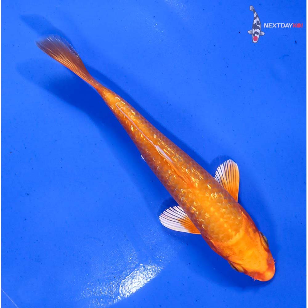 5.5” Imported Gin Rin Orenji Ogon