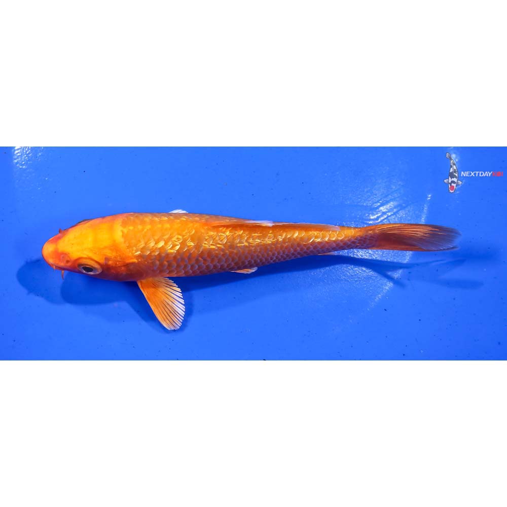 5.5” Imported Gin Rin Orenji Ogon
