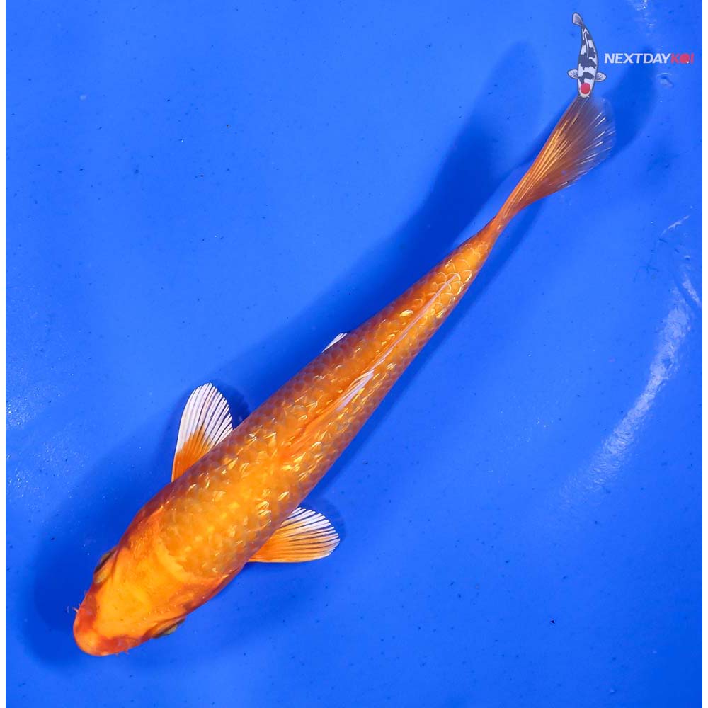 5.5” Imported Gin Rin Orenji Ogon