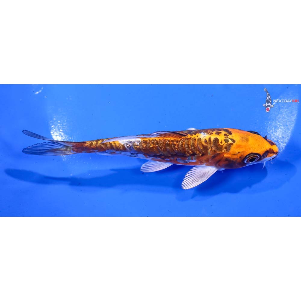 5” Imported Gin Rin Doitsu Kujaku