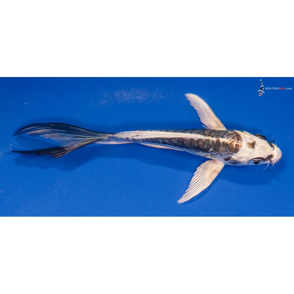 4.5” Imported Gin Rin Kikokuryu Butterfly Koi