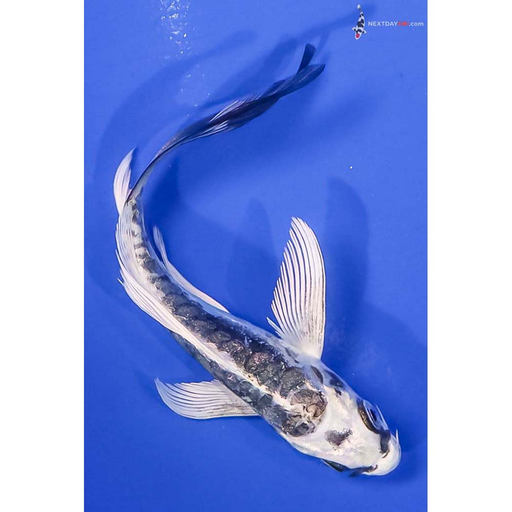 4.5” Imported Gin Rin Kikokuryu Butterfly Koi