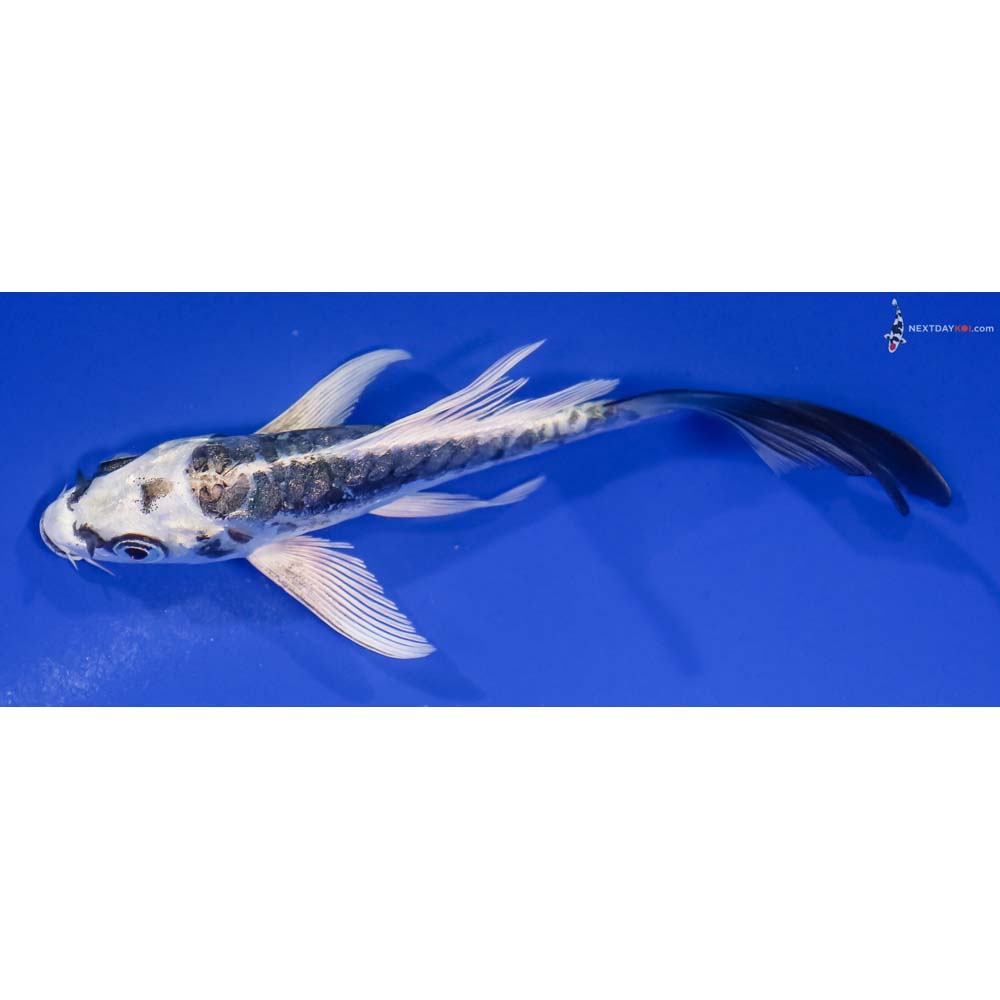4.5” Imported Gin Rin Kikokuryu Butterfly Koi