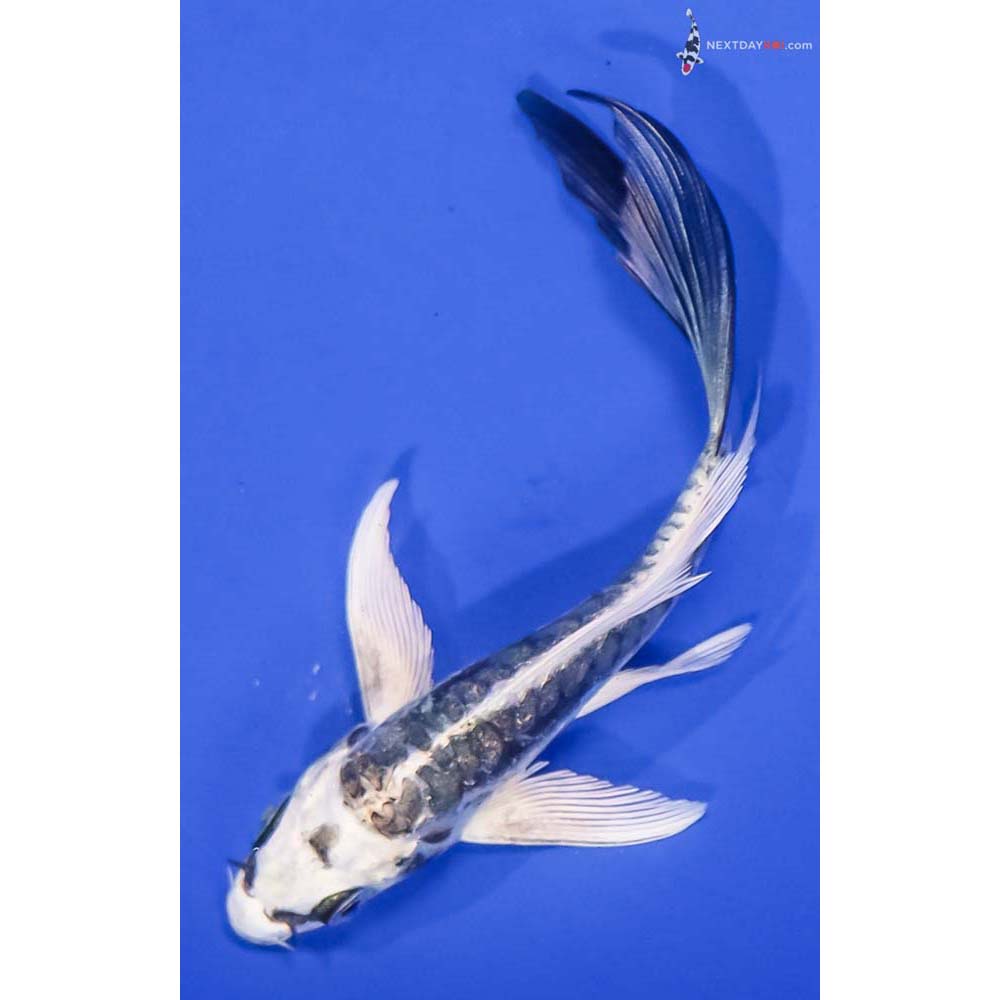4.5” Imported Gin Rin Kikokuryu Butterfly Koi