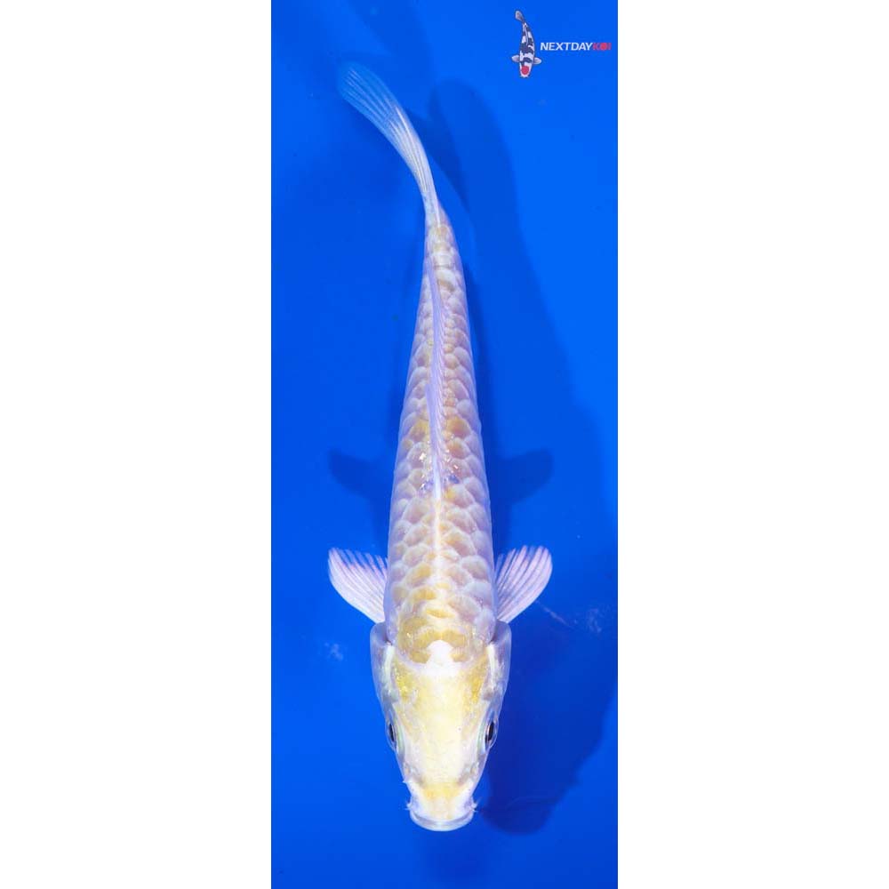 4” Imported Armor Scaled Lemon Hariwake