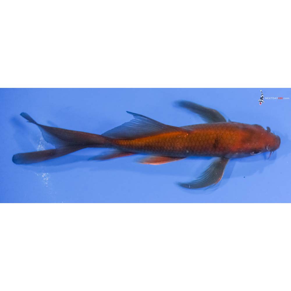 5.5” Imported Chagoi Butterfly Koi