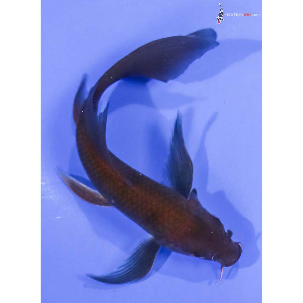 5.5” Imported Chagoi Butterfly Koi