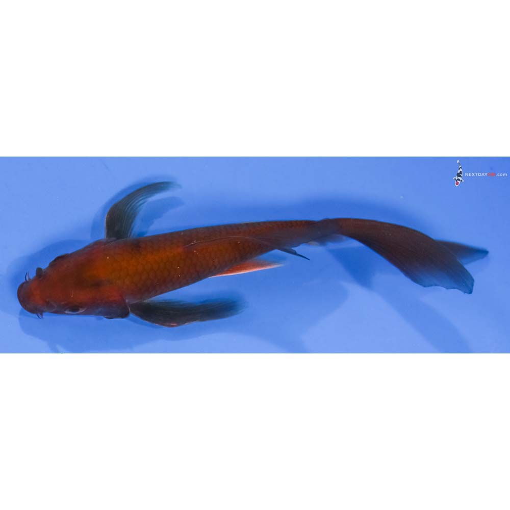 5.5” Imported Chagoi Butterfly Koi