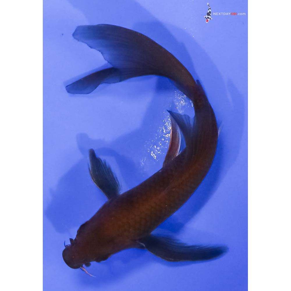 5.5” Imported Chagoi Butterfly Koi
