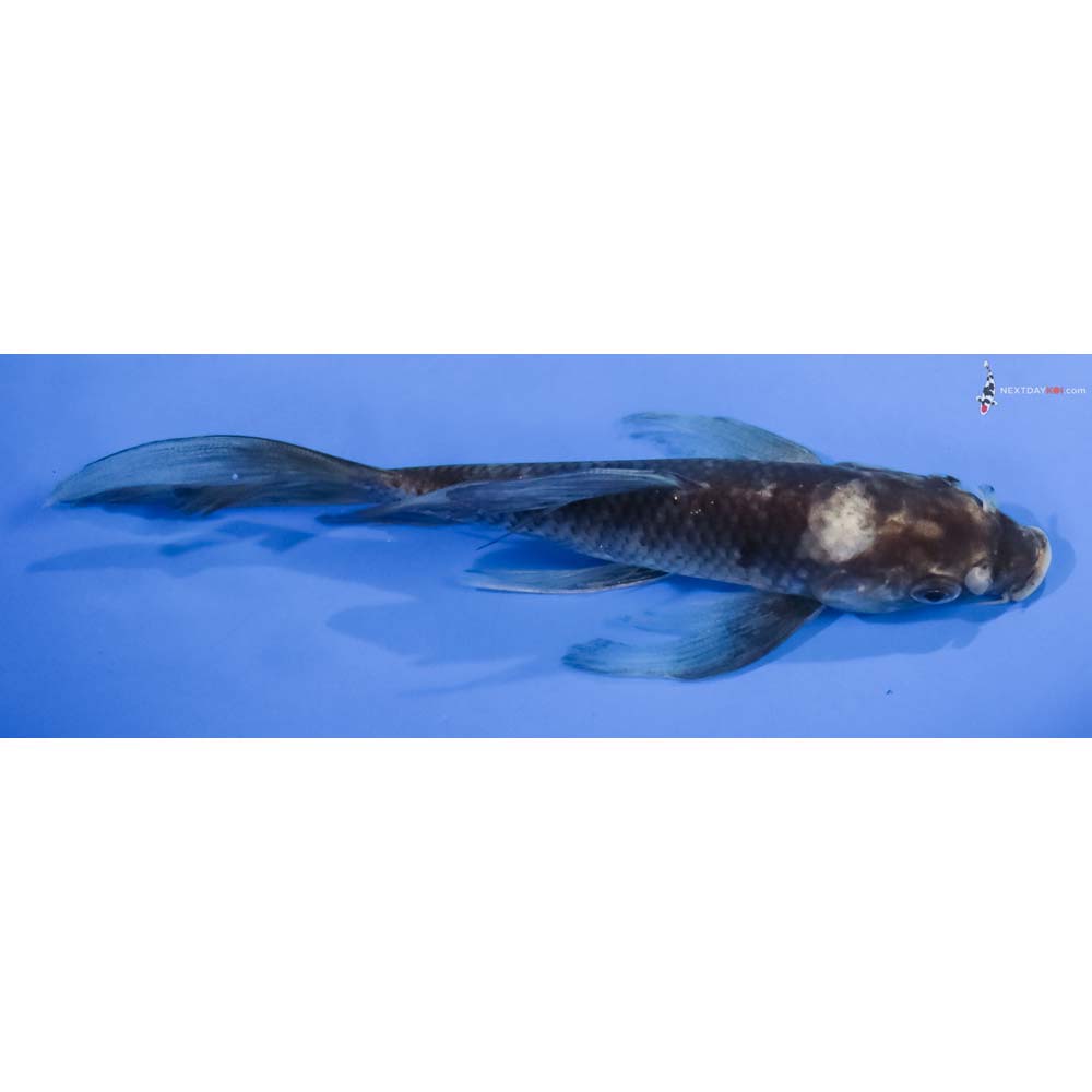 5.5” Imported Shiro Utsuri Butterfly Koi