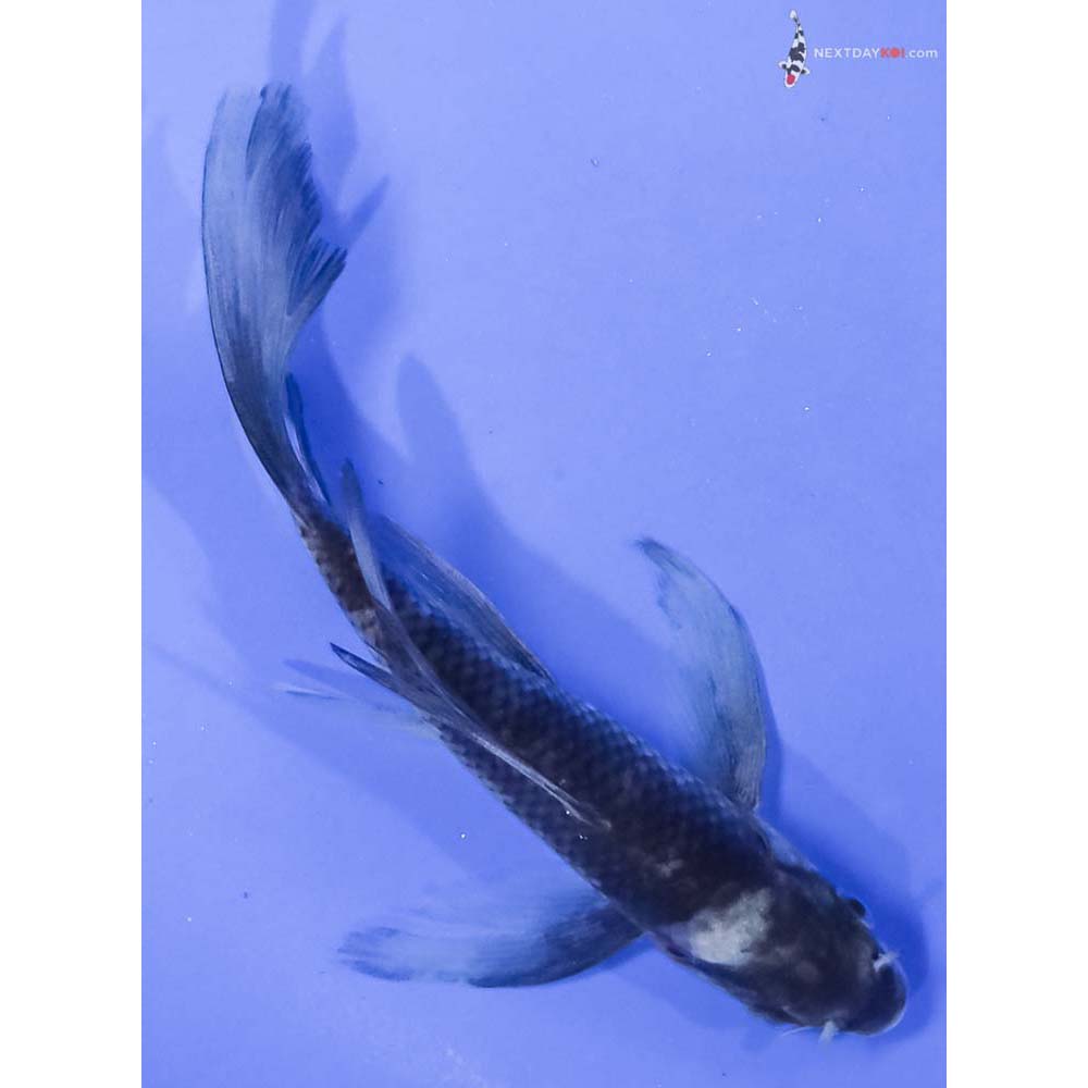 5.5” Imported Shiro Utsuri Butterfly Koi