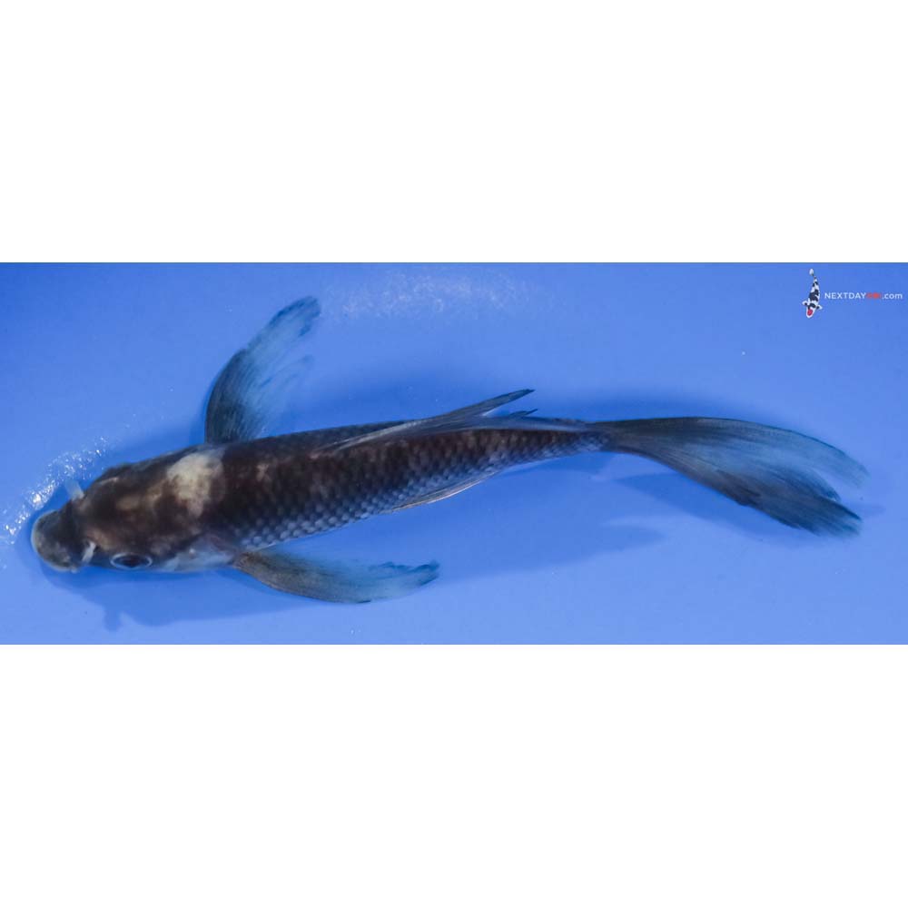 5.5” Imported Shiro Utsuri Butterfly Koi