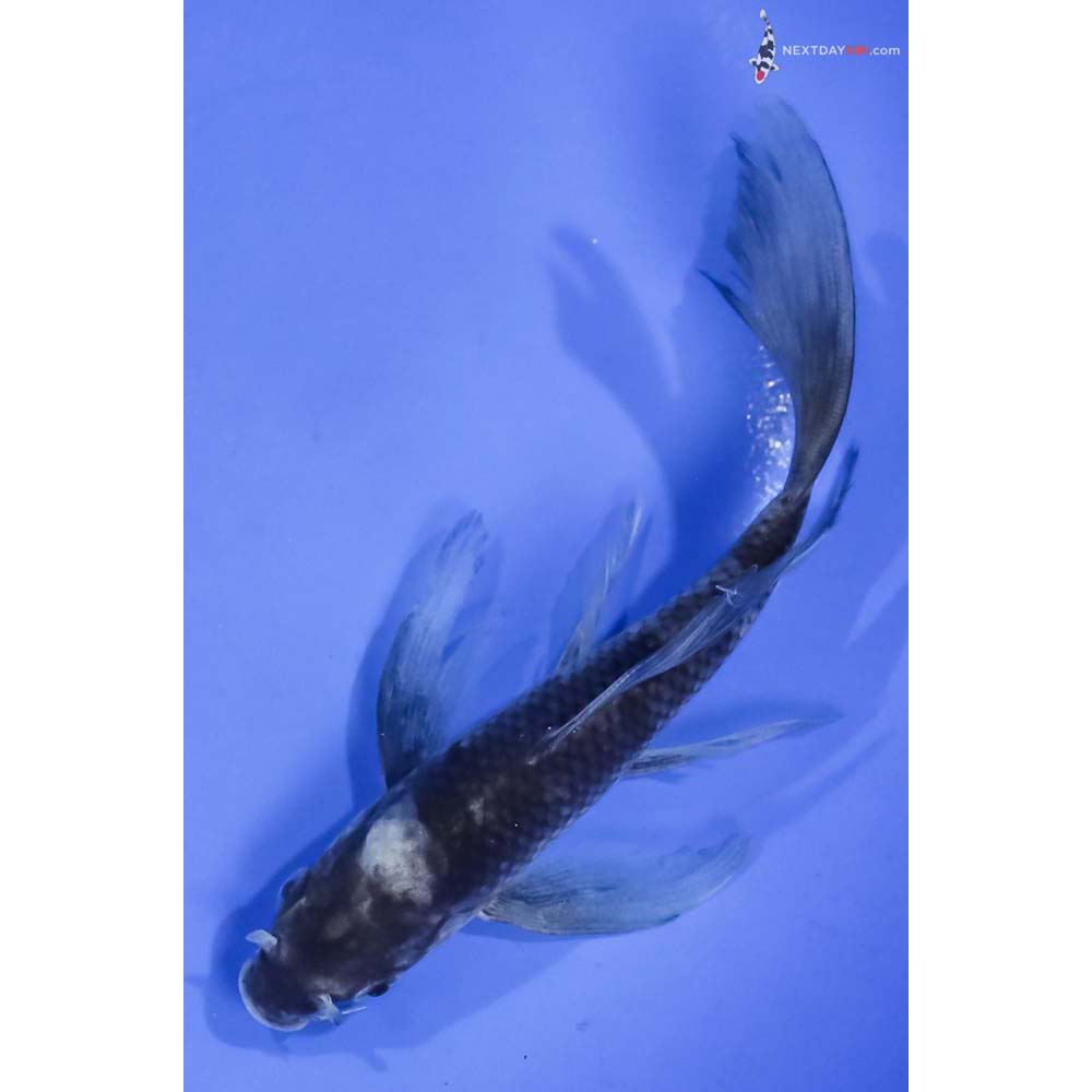 5.5” Imported Shiro Utsuri Butterfly Koi