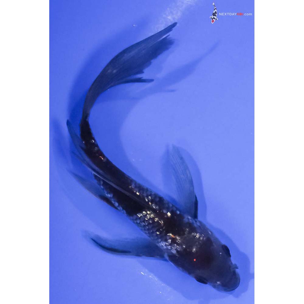 5.5” Imported Gin Rin Ochiba Shigure Butterfly Koi