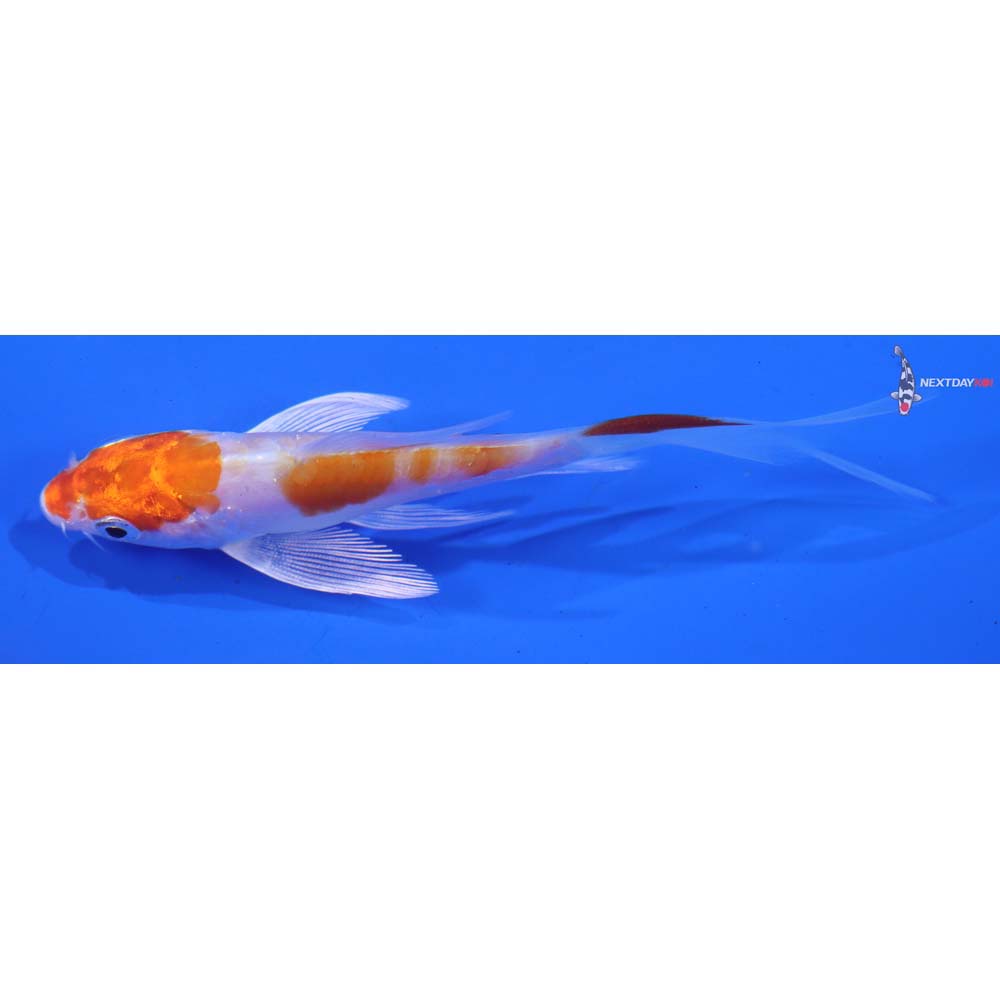 3.5” Imported Kikusui Butterfly Koi