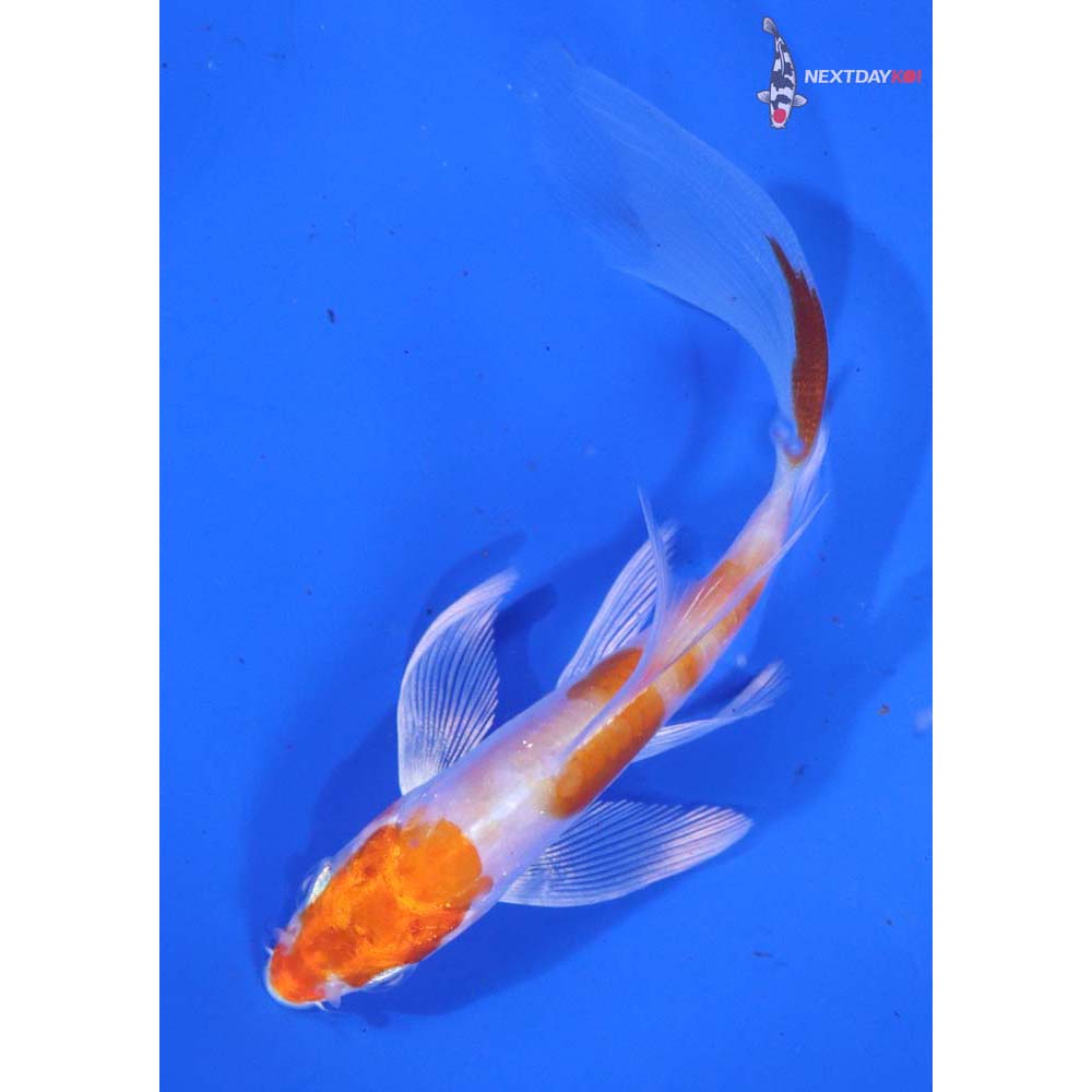 3.5” Imported Kikusui Butterfly Koi