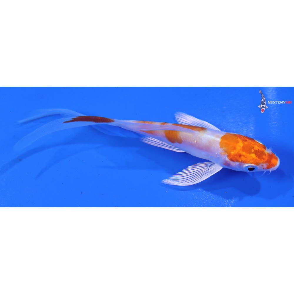 3.5” Imported Kikusui Butterfly Koi