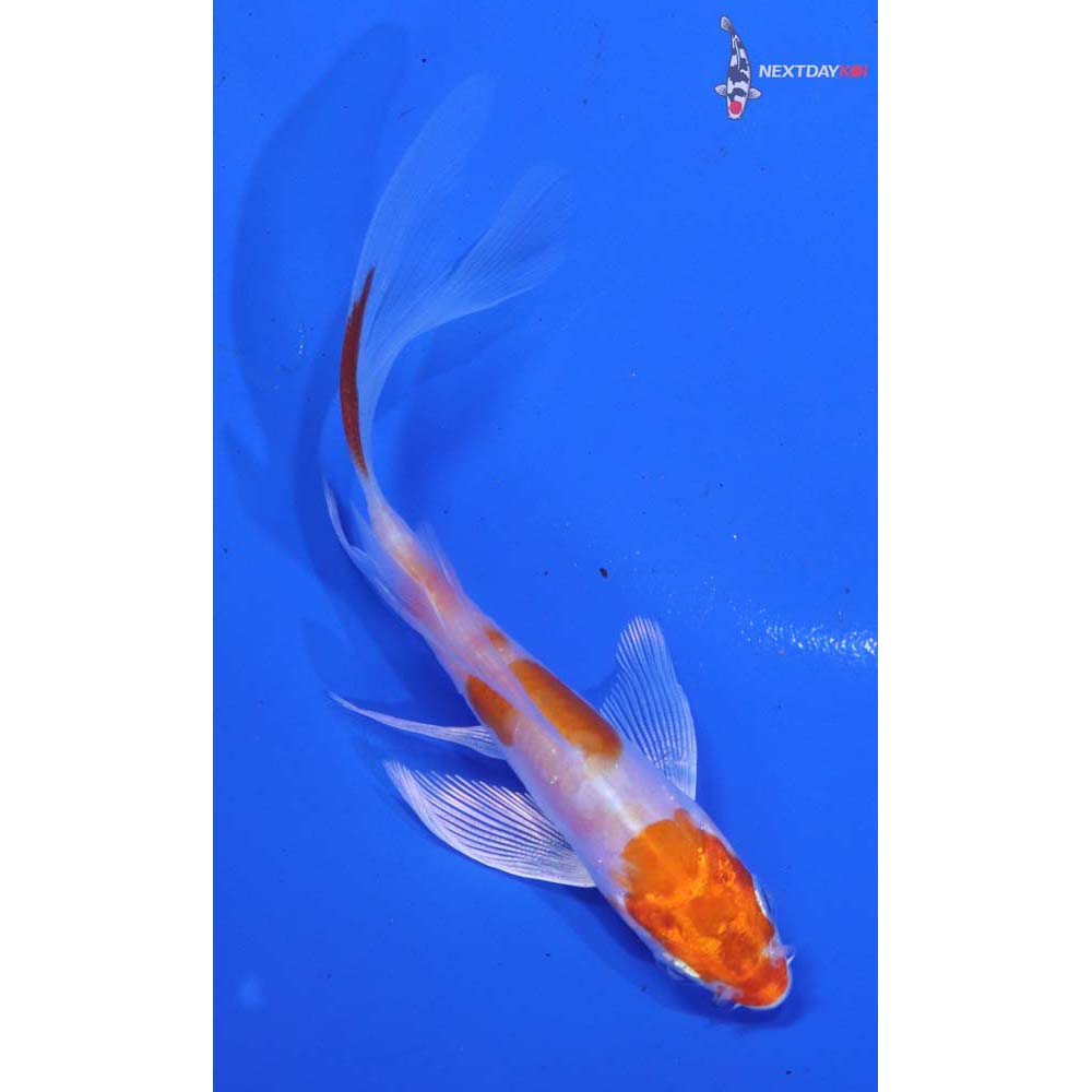 3.5” Imported Kikusui Butterfly Koi
