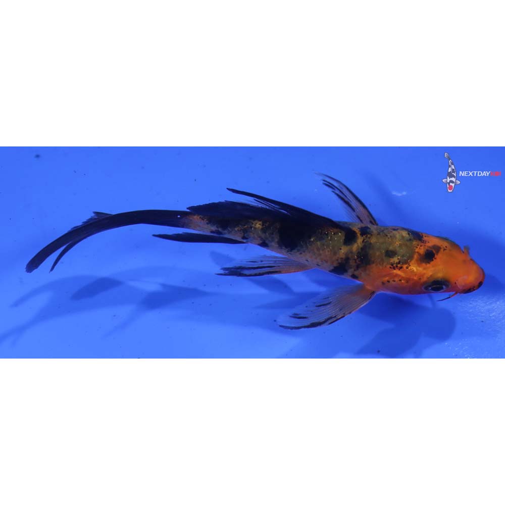 3.5” Imported Aka Bekko Butterfly Koi