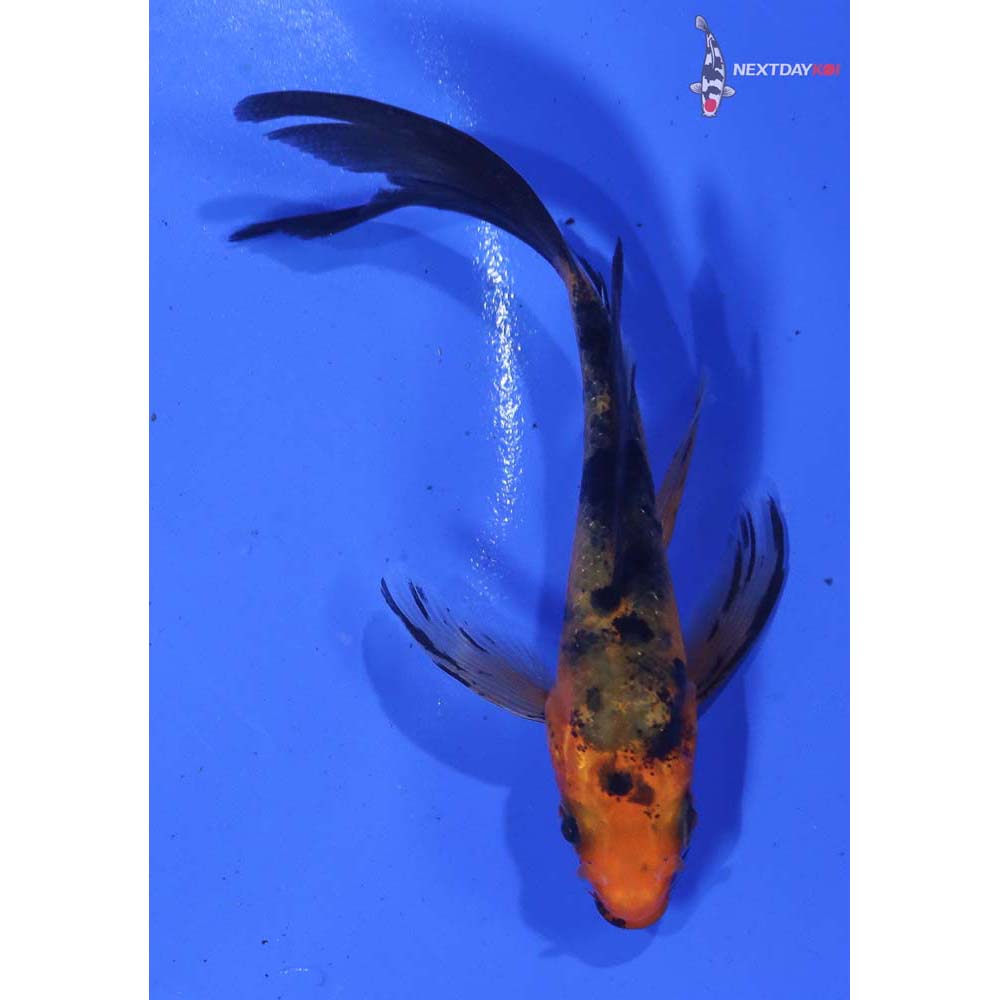 3.5” Imported Aka Bekko Butterfly Koi
