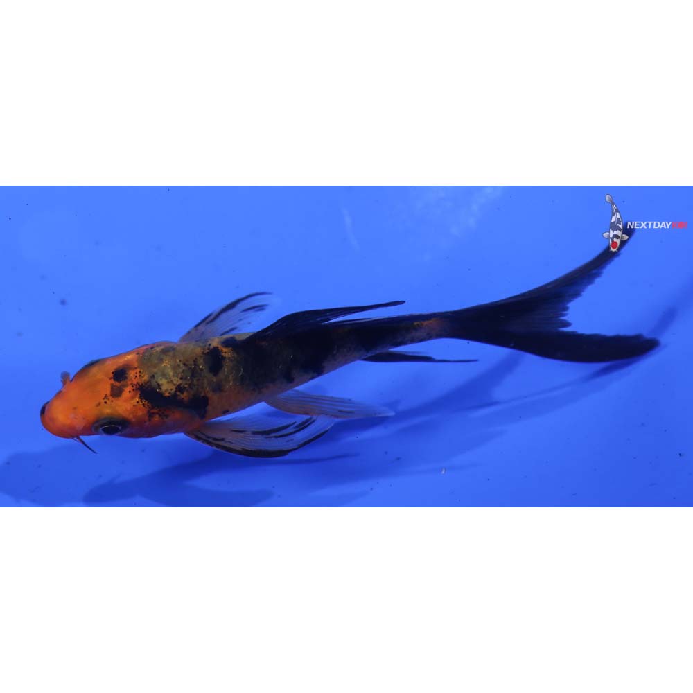 3.5” Imported Aka Bekko Butterfly Koi