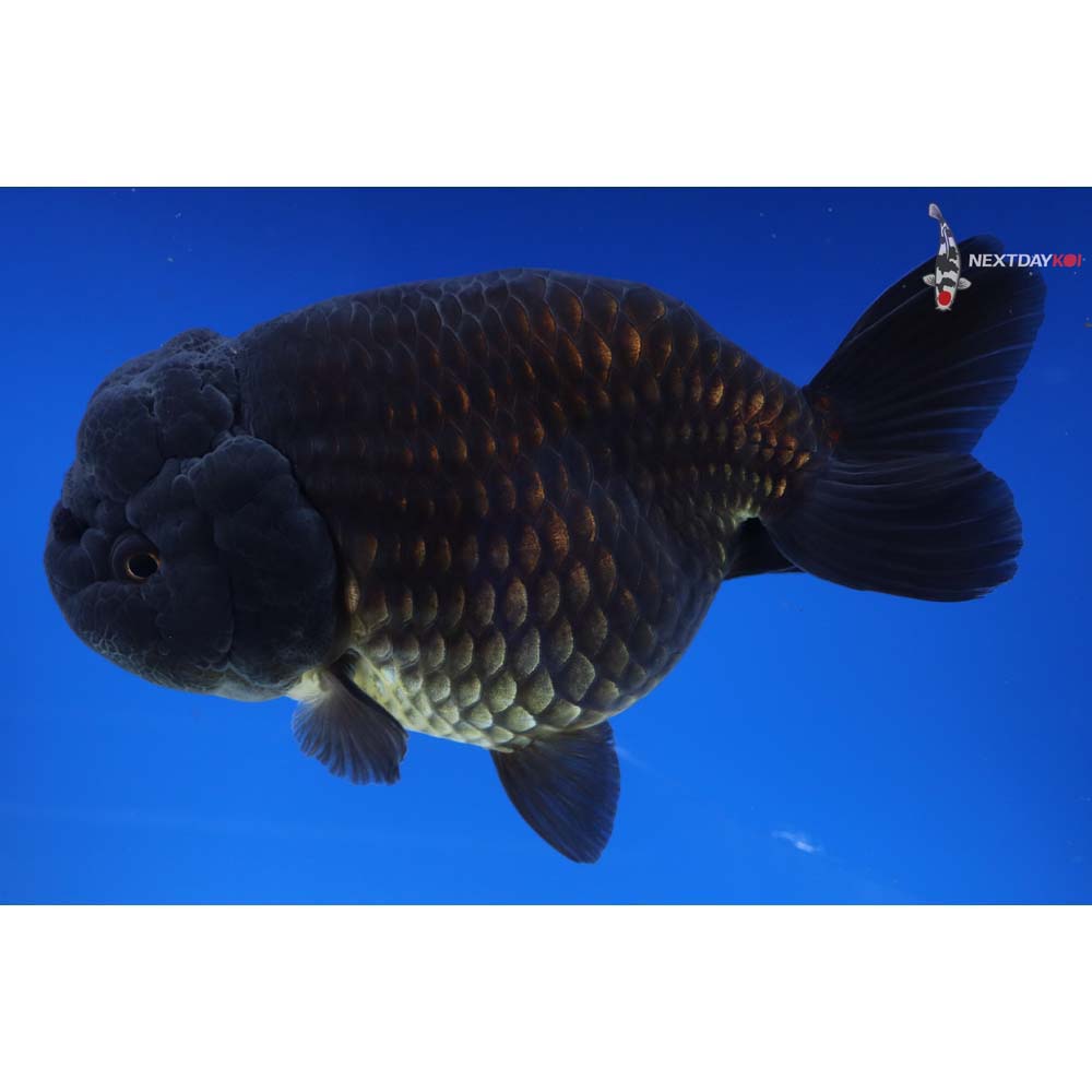 5.5” Imported Black Ranchu