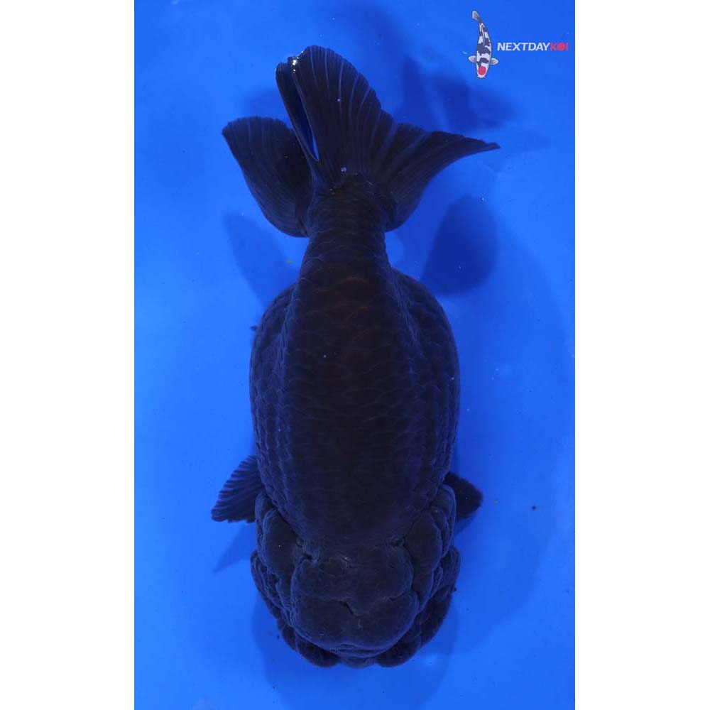 5.5” Imported Black Ranchu