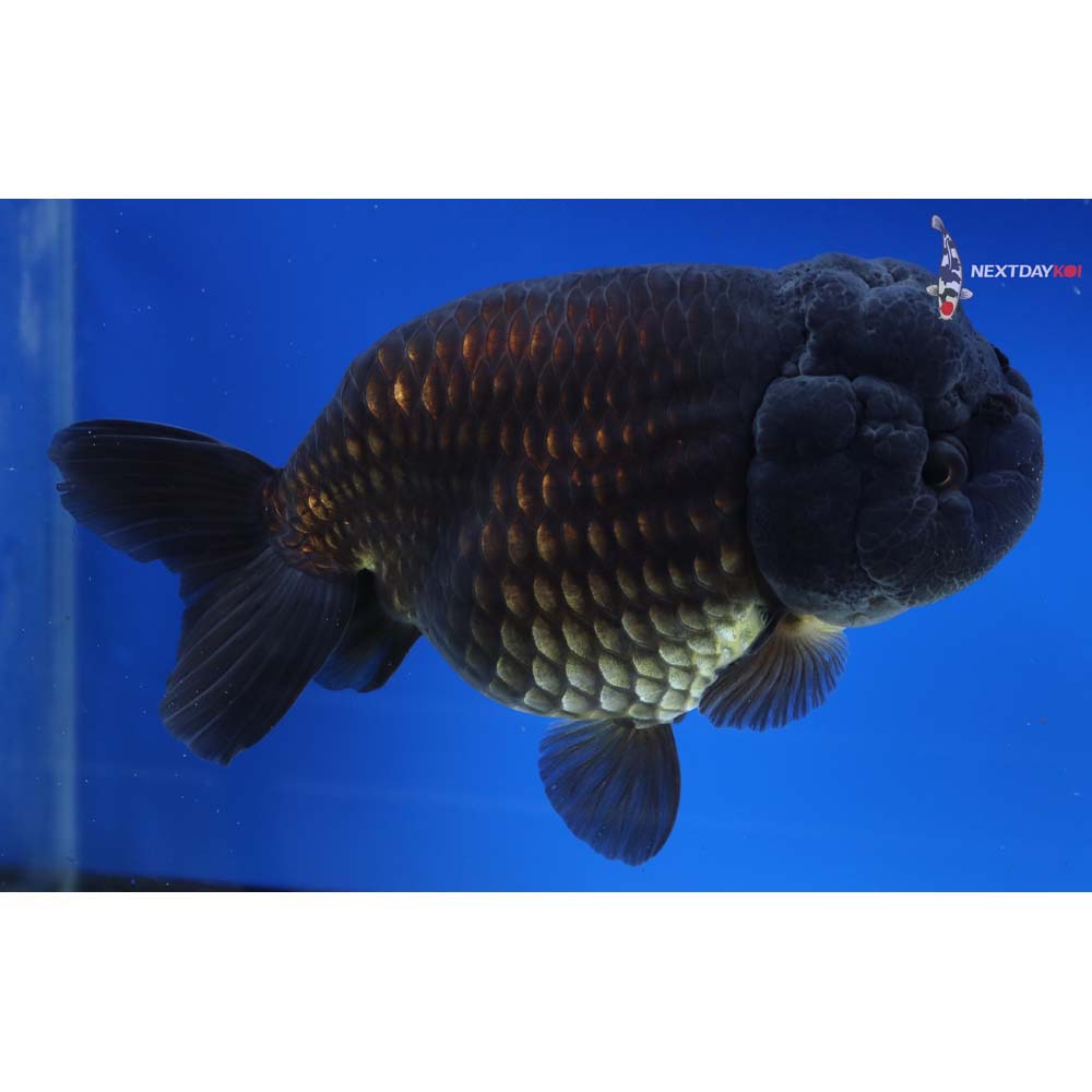5.5” Imported Black Ranchu
