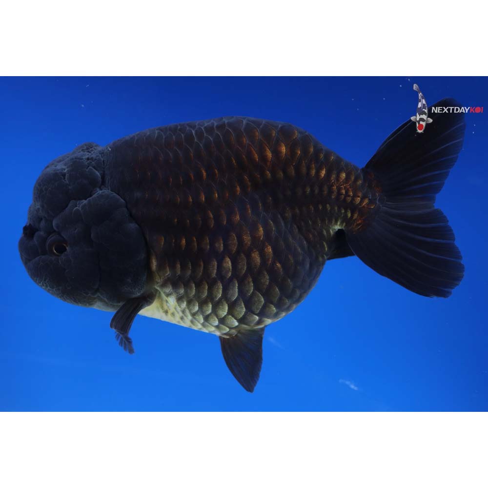 5.5” Imported Black Ranchu