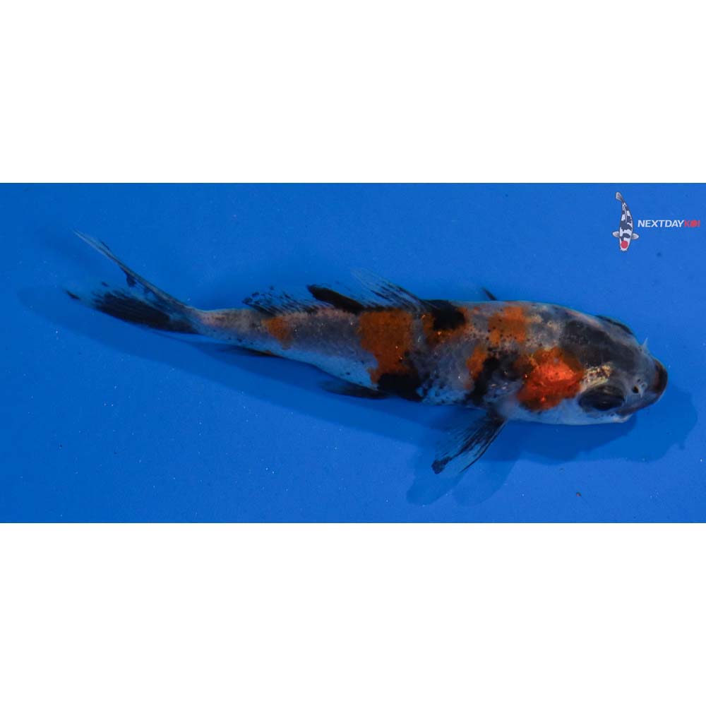 2.5” Imported Showa