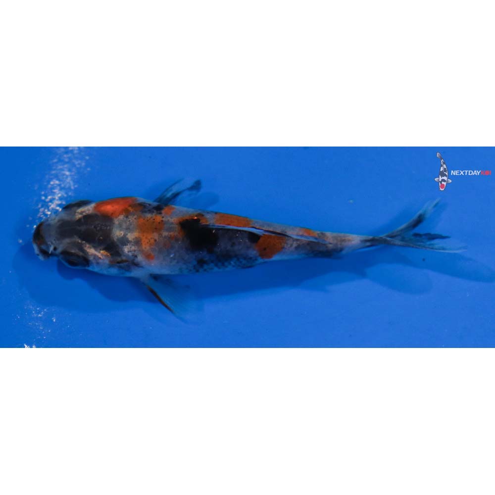 2.5” Imported Showa