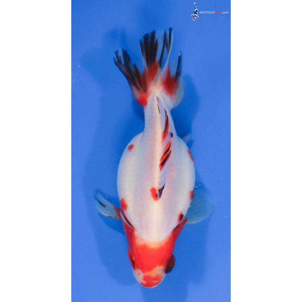 4” Imported Male Calico Ryukin