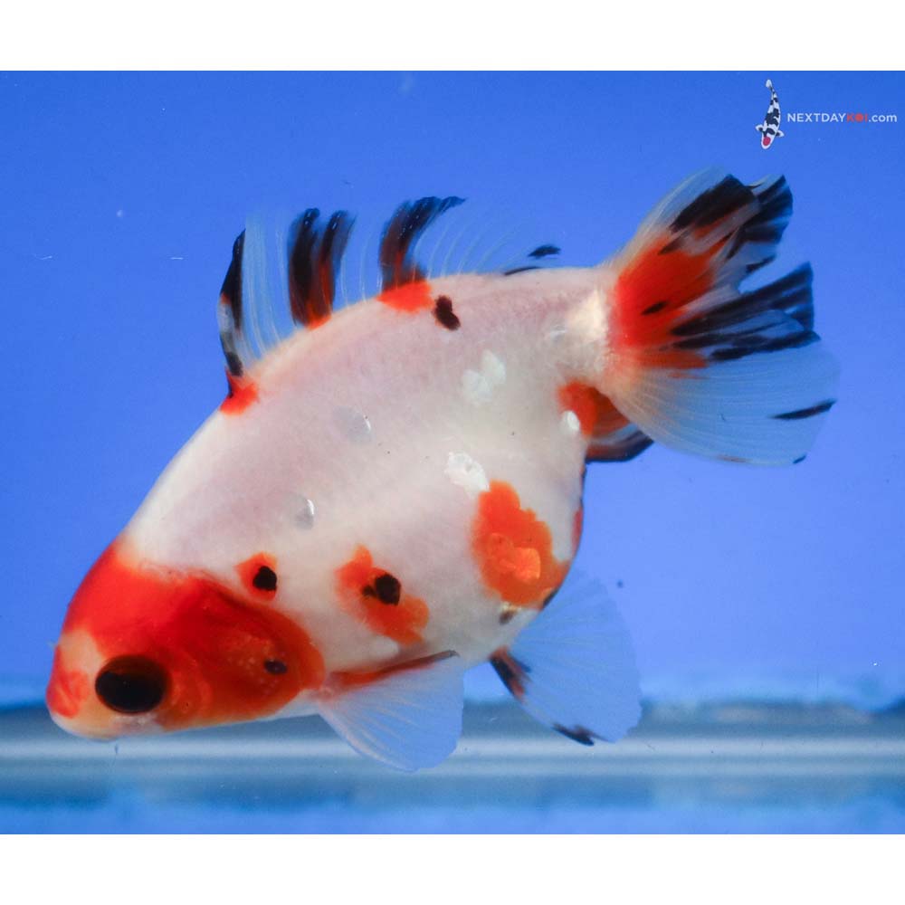 4” Imported Male Calico Ryukin