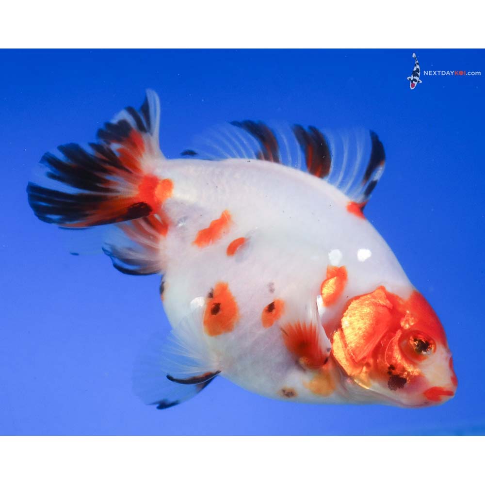 4” Imported Male Calico Ryukin